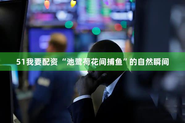 51我要配资 “池鹭荷花间捕鱼”的自然瞬间